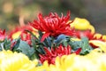 ChrysanthemumÃ¯Â¼ËInulinÃ¯Â¼â°